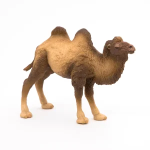 Bactrian Kamila